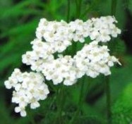 Yarrow