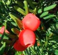 Yew