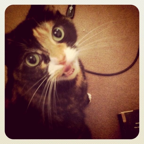 A cat named Martha...