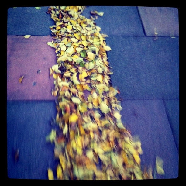 Dead leaves on the dirty ground...