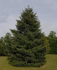 The Fir Tree by Hans Christian Andersen