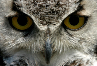 Owl Eyes GMS Photo UK Logo