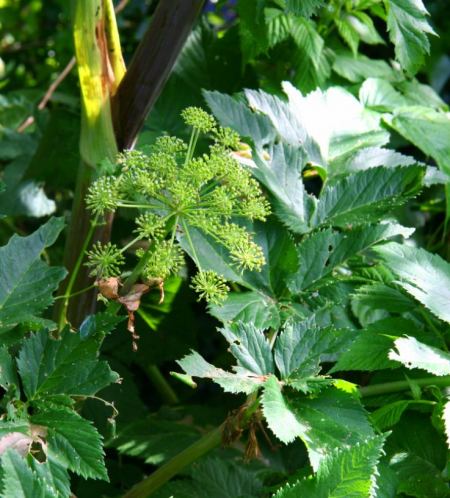 Angelica Plant Herb