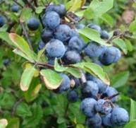 Sloe Sloe