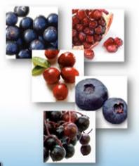 Ingredients in Mystify Ingredients in Mystify