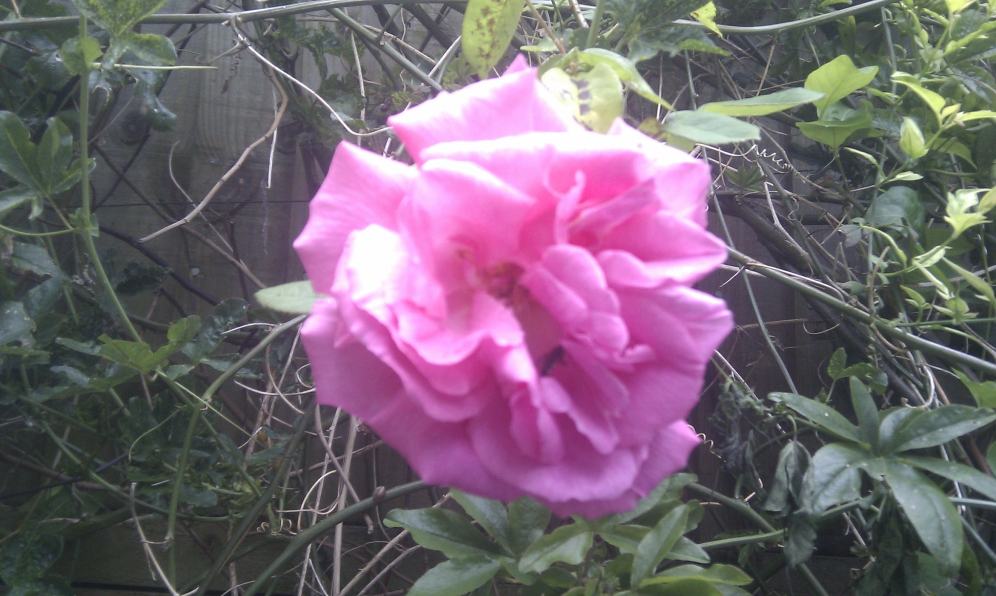 Heavenly Rose Heavenly Rose
