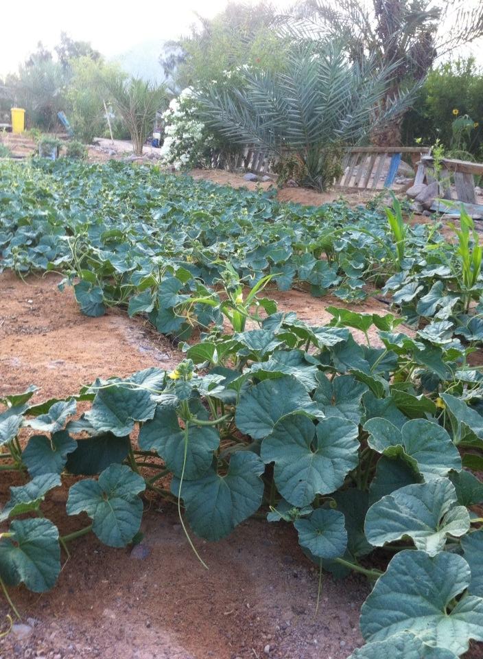 Habiba Organic Farm - Where Sinai Melons Come From