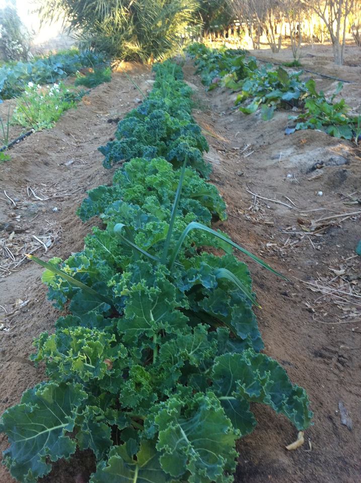 Habiba Organic Kale