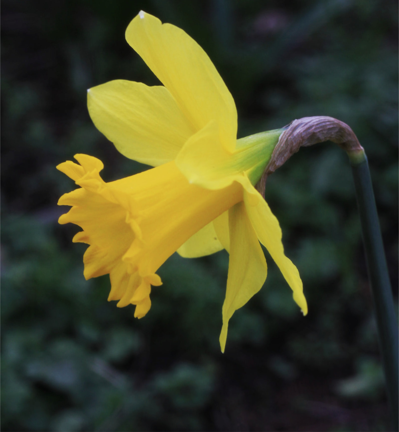 Daffodil 2014 by StarFields