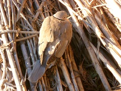 Animal EFT Case Story: EFT and a Dove in Deep Shock