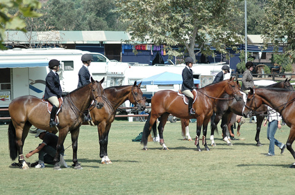horse riders equestrian horse riders, equestrian